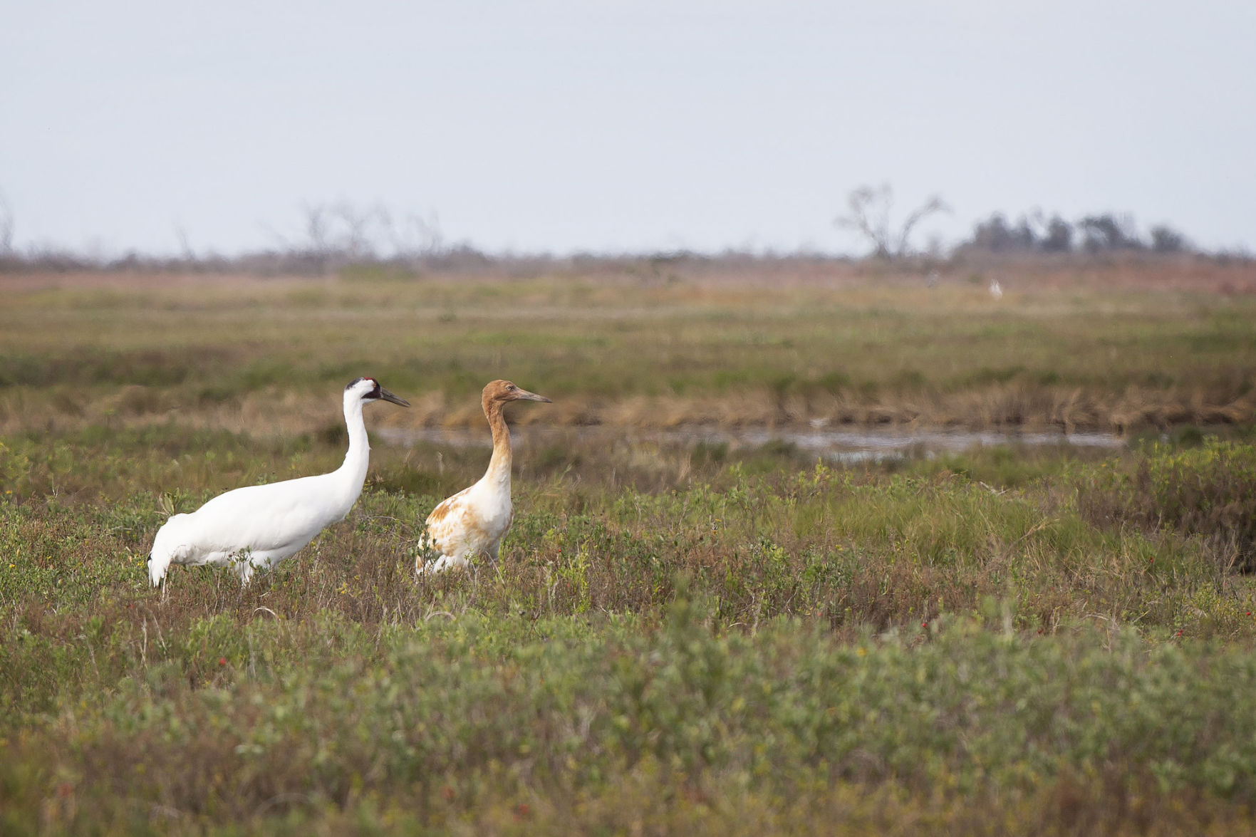 Whooping cranes at Blackjack Peninsula